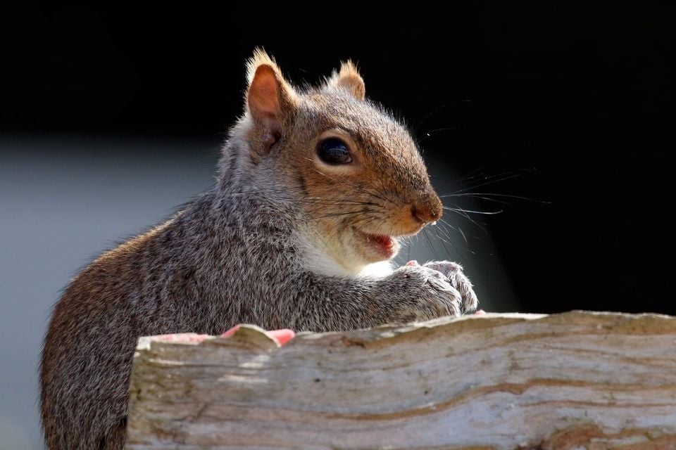 Grey squirrel (Sciurus carolinensis) 01