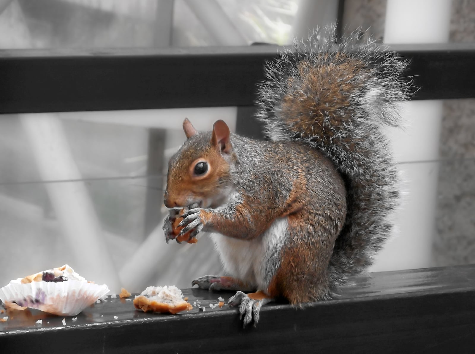 Eastern Gray Squirrel, Barbican Centre, london