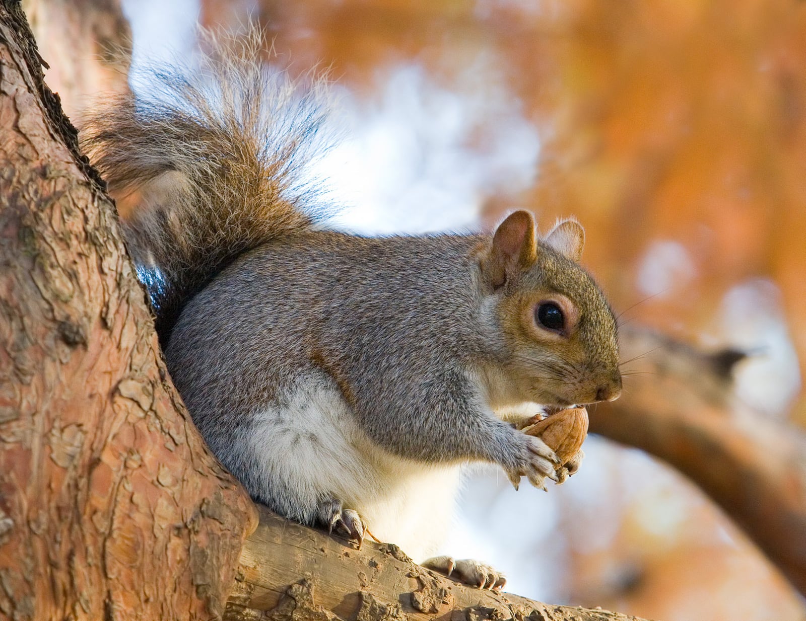 Eastern Grey Squirrel in St James's Park, London - Nov 2006 edit