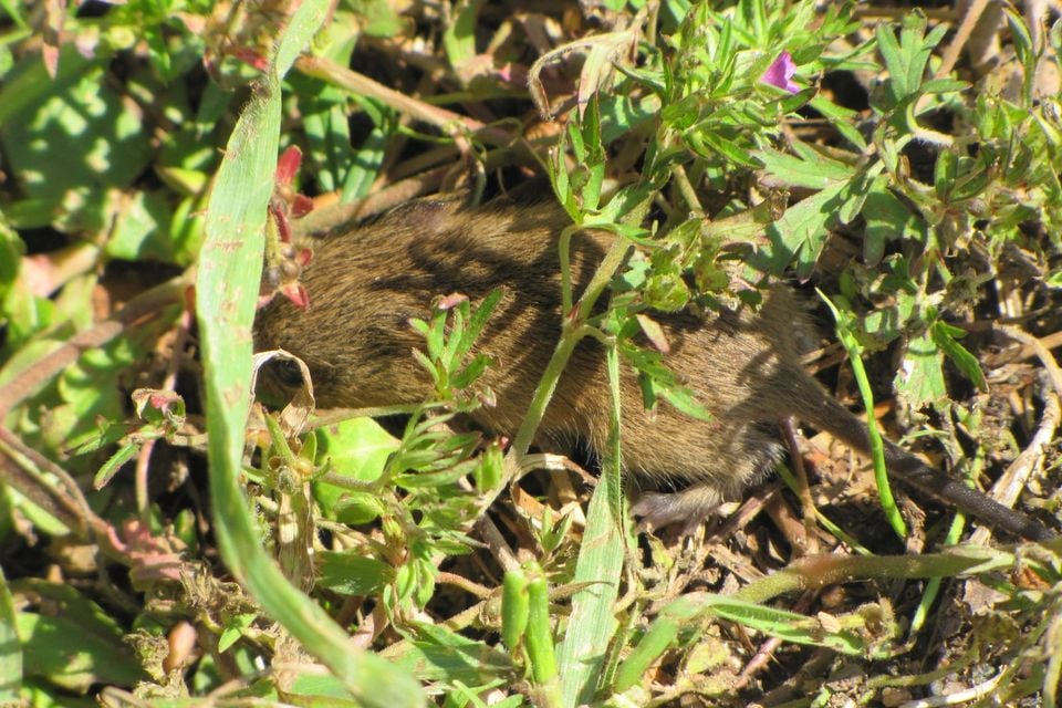 Eastern harvest mouse moving through grass and herb stems