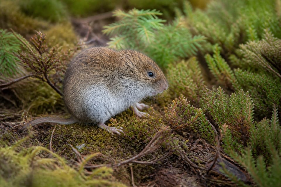 AI-generated image: Eastern Heather Vole on a northern coniferous forest floor among heather and moss. No public-domain photograph of this species exists. This image was generated with AI from verified reference material and reviewed by our editorial team for accuracy.