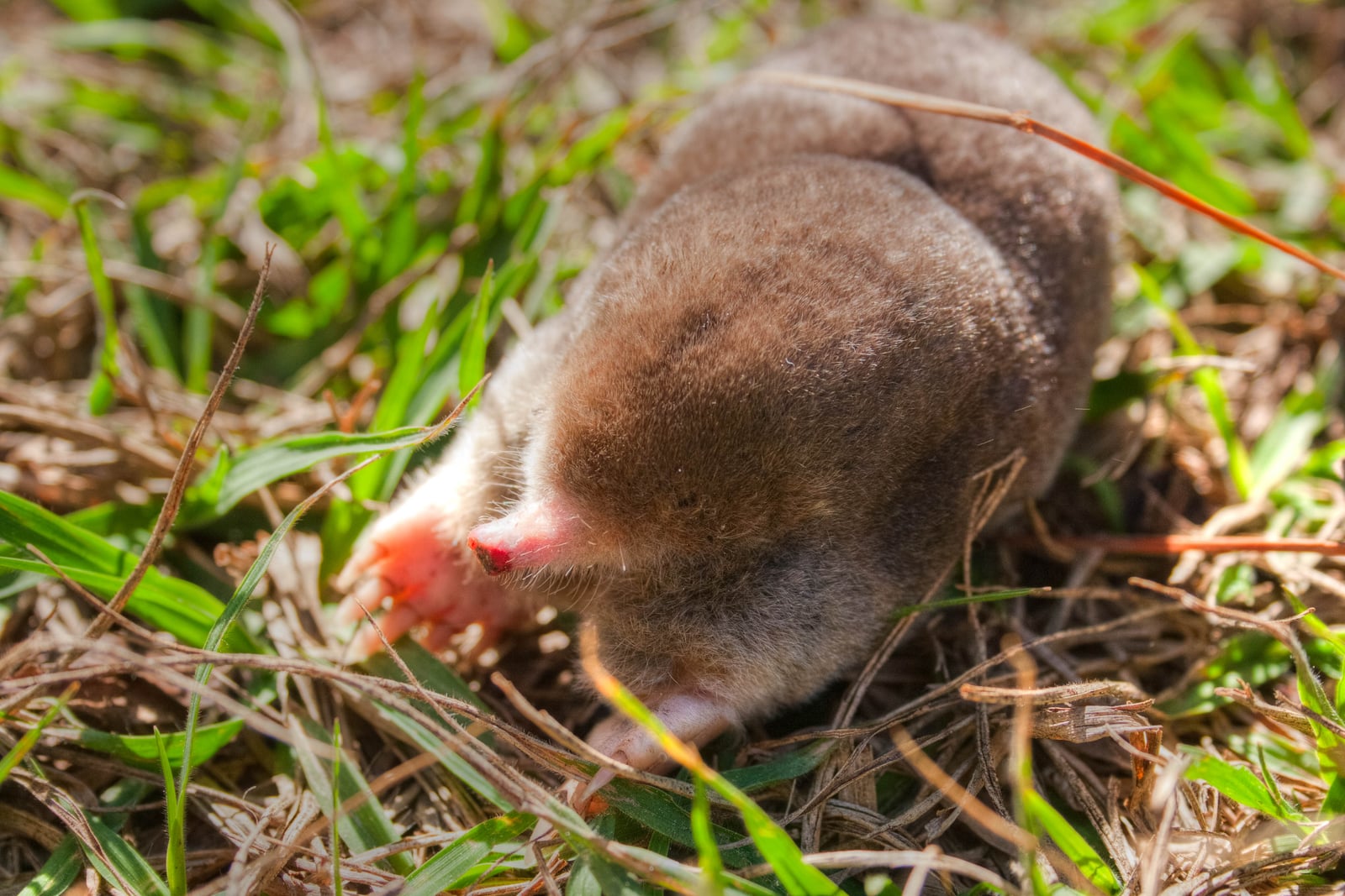Eastern Mole (Scalopus aquaticus)