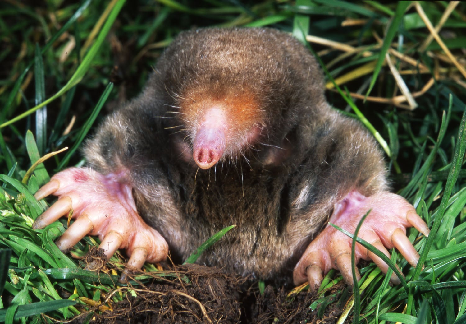 Eastern mole surfacing head-first with front digging claws splayed