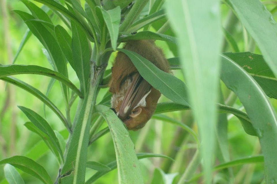 Eastern red bat roosting among green leaves, disguised as a dead leaf