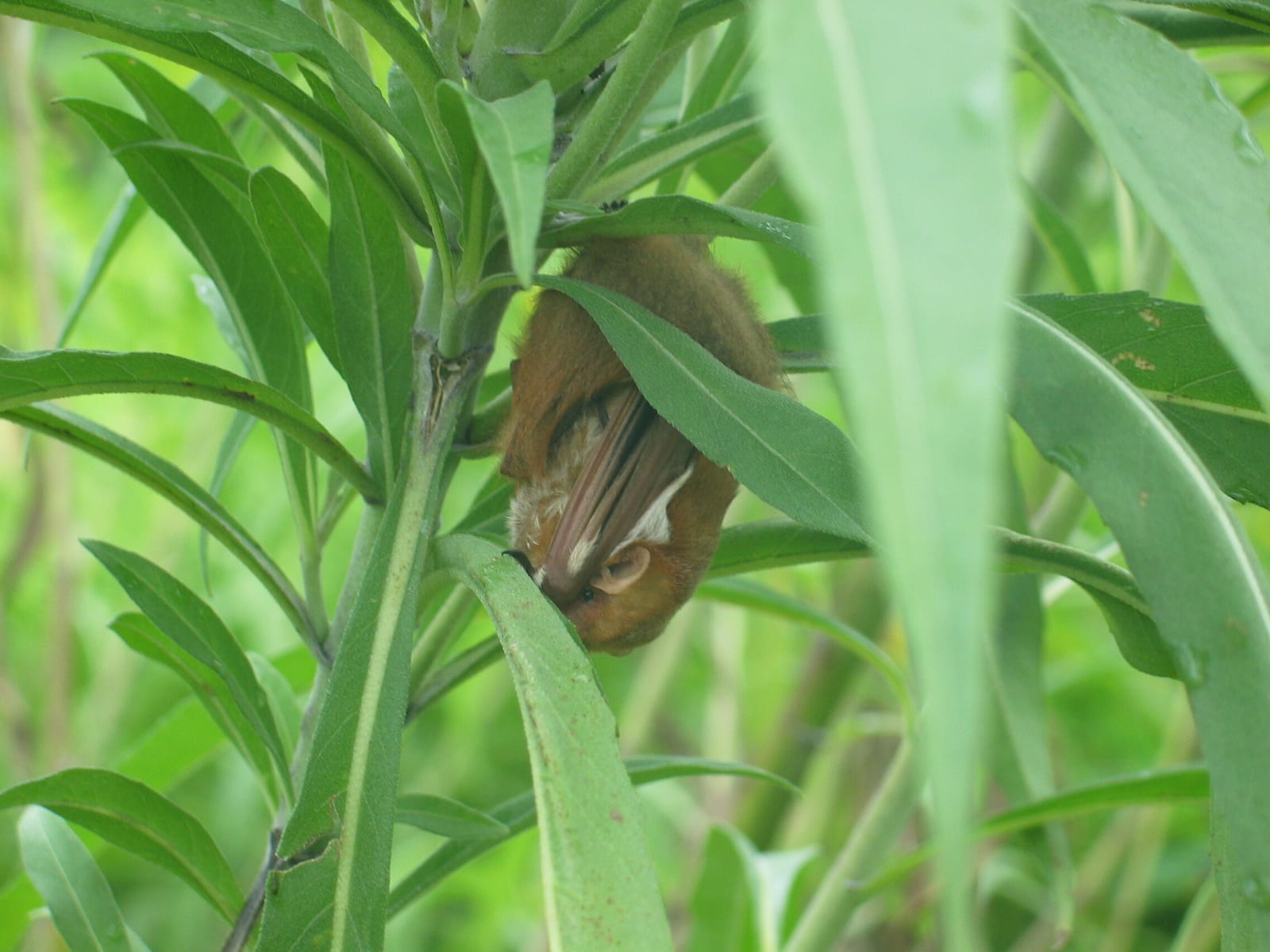 Eastern red bat roosting among green leaves, disguised as a dead leaf