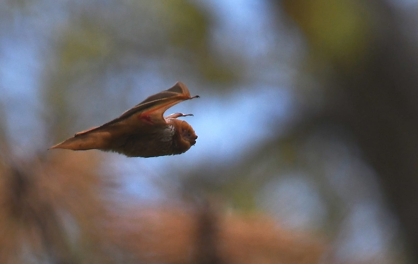 Eastern red bat in flight against blue sky