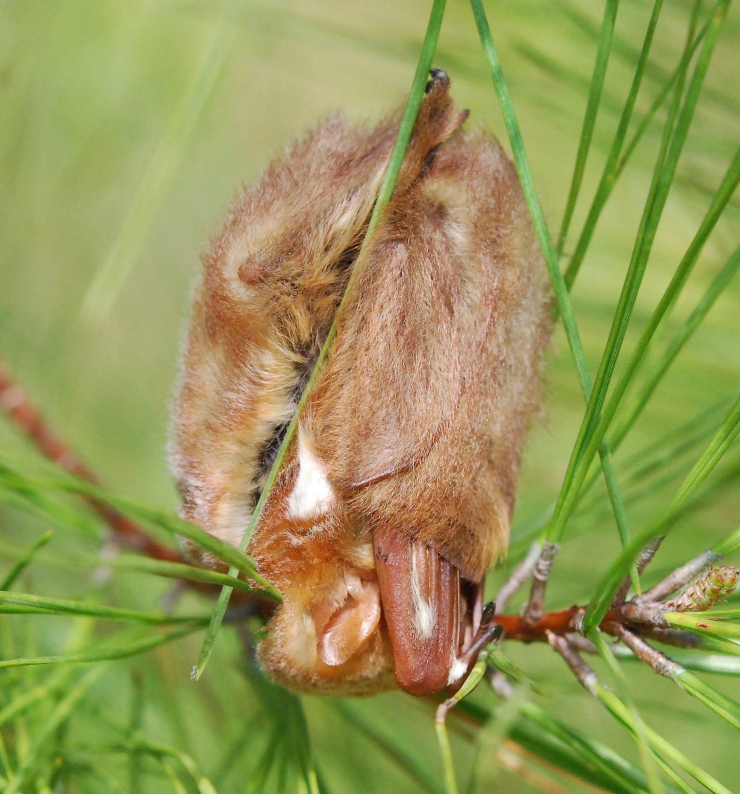 Eastern red bat roosting on a pine branch