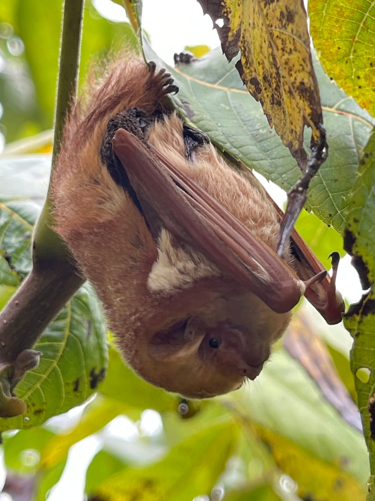 Eastern red bat hanging under tree leaves