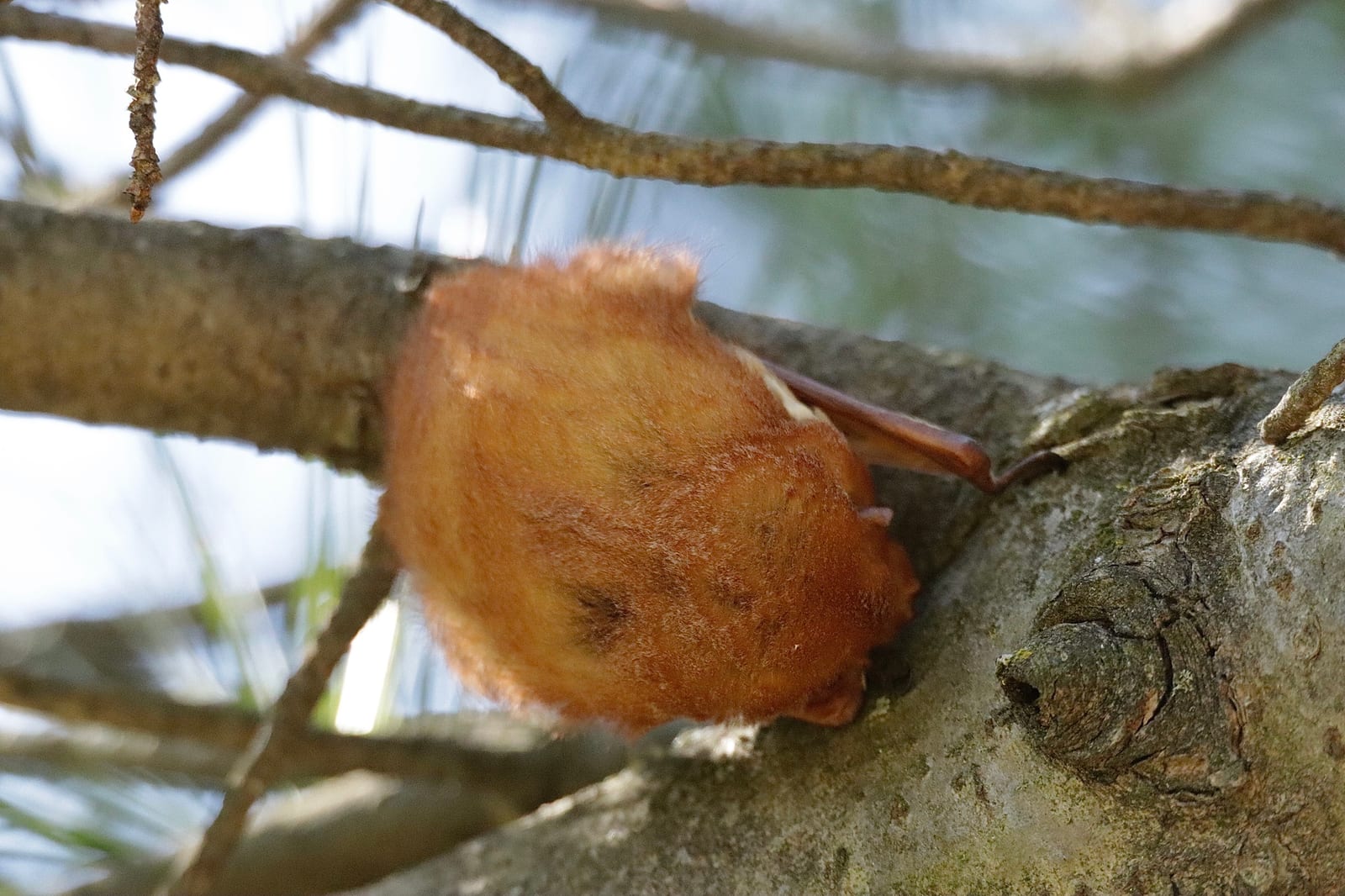 Eastern red bat tucked among white apple blossoms