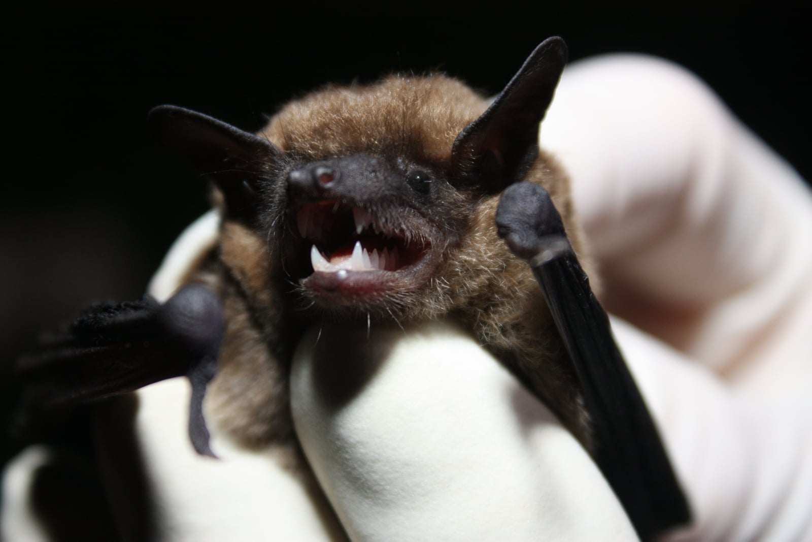 Eastern small-footed bat (6022944244)