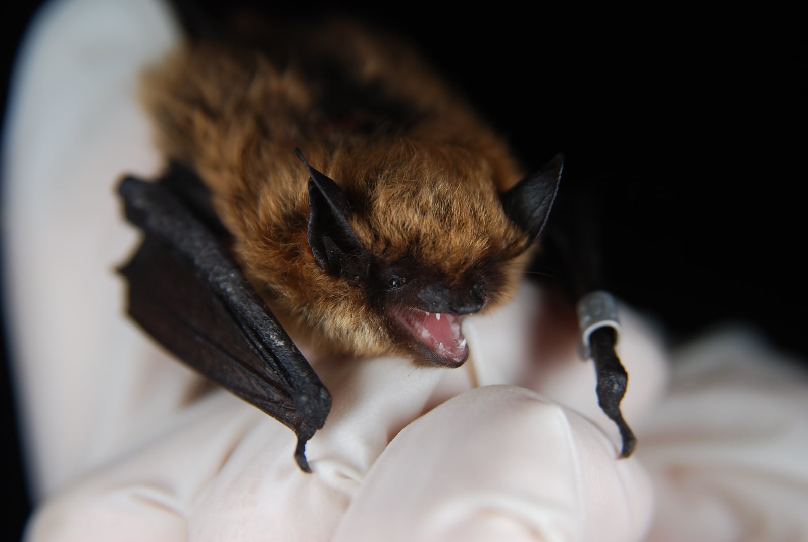 Eastern small-footed bat