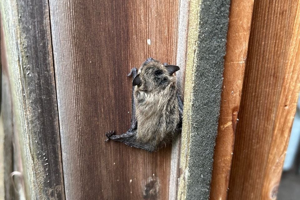 Eastern small-footed myotis clinging to a weathered wooden post in daylight, unhandled and alert