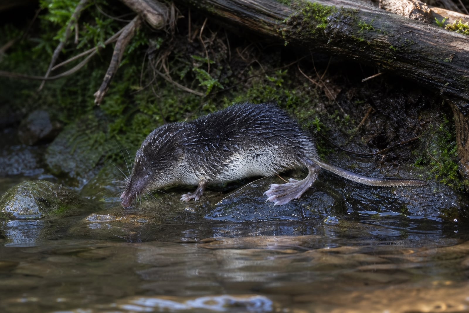 AI-generated image: Eastern Water Shrew drinking at stream edge beside mossy log. No public-domain photograph of this species exists. This image was generated with AI from verified reference material and reviewed by our editorial team for accuracy