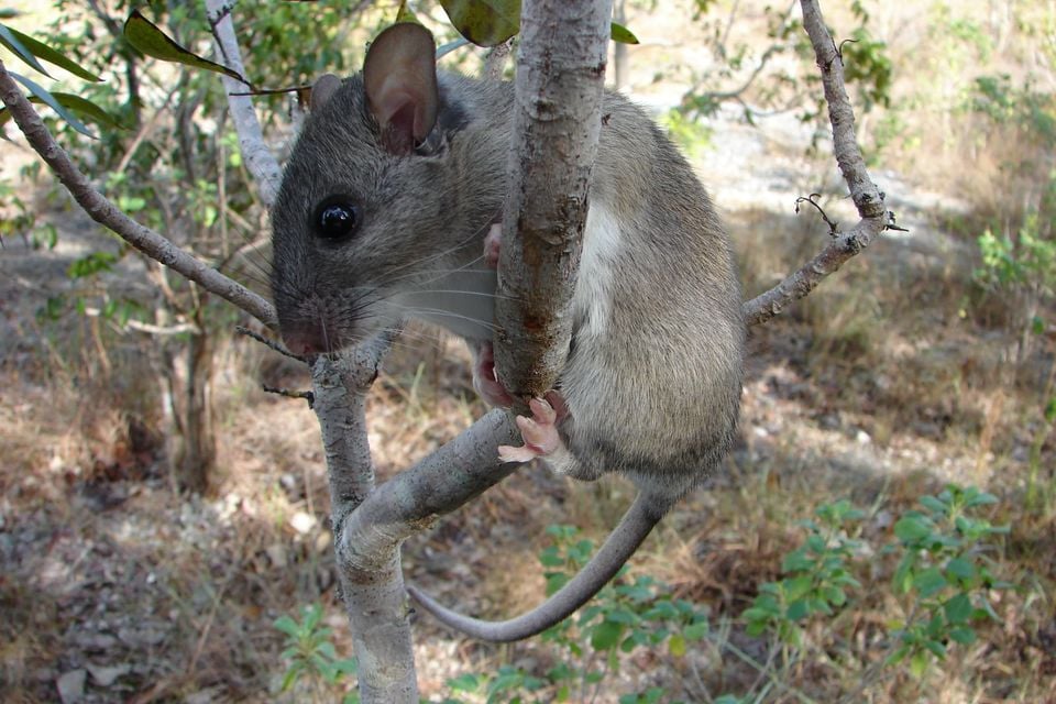 Eastern woodrat climbing in a shrub
