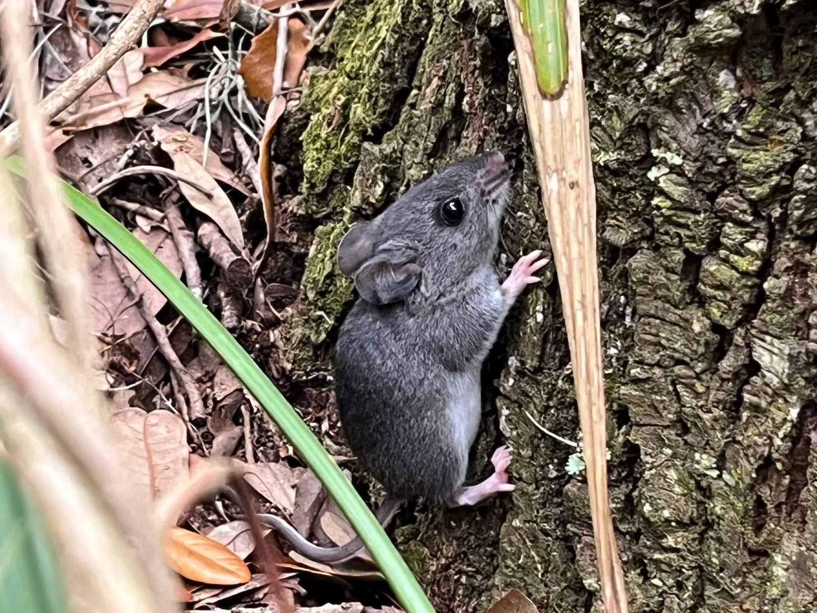 Eastern woodrat standing against tree bark