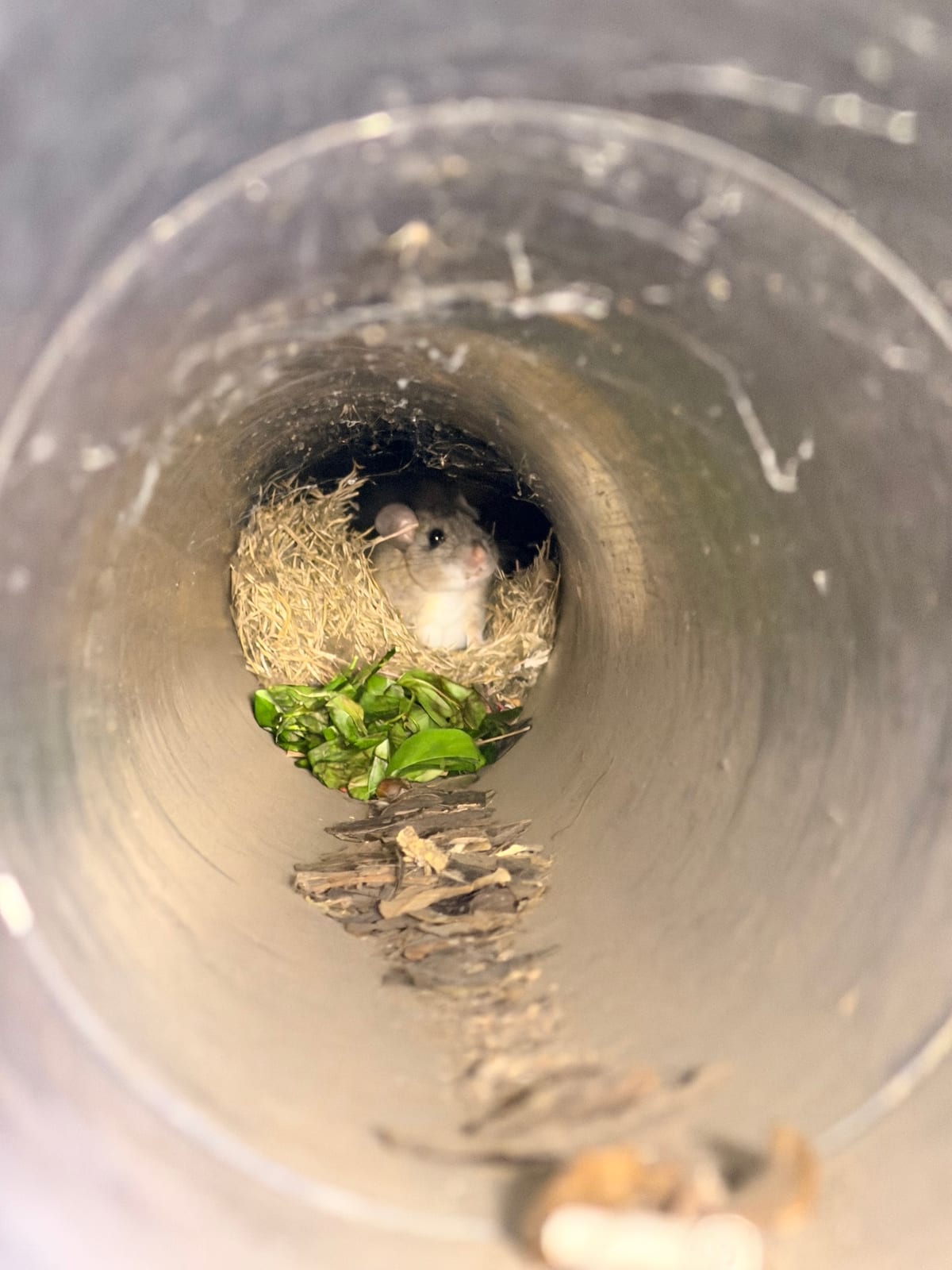 Key Largo woodrat looking from a nest pipe