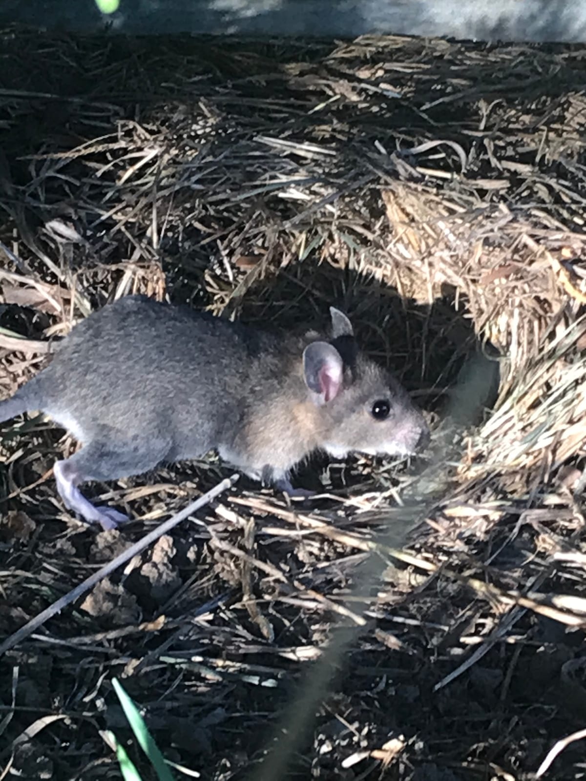 Eastern woodrat moving through straw and leaf litter