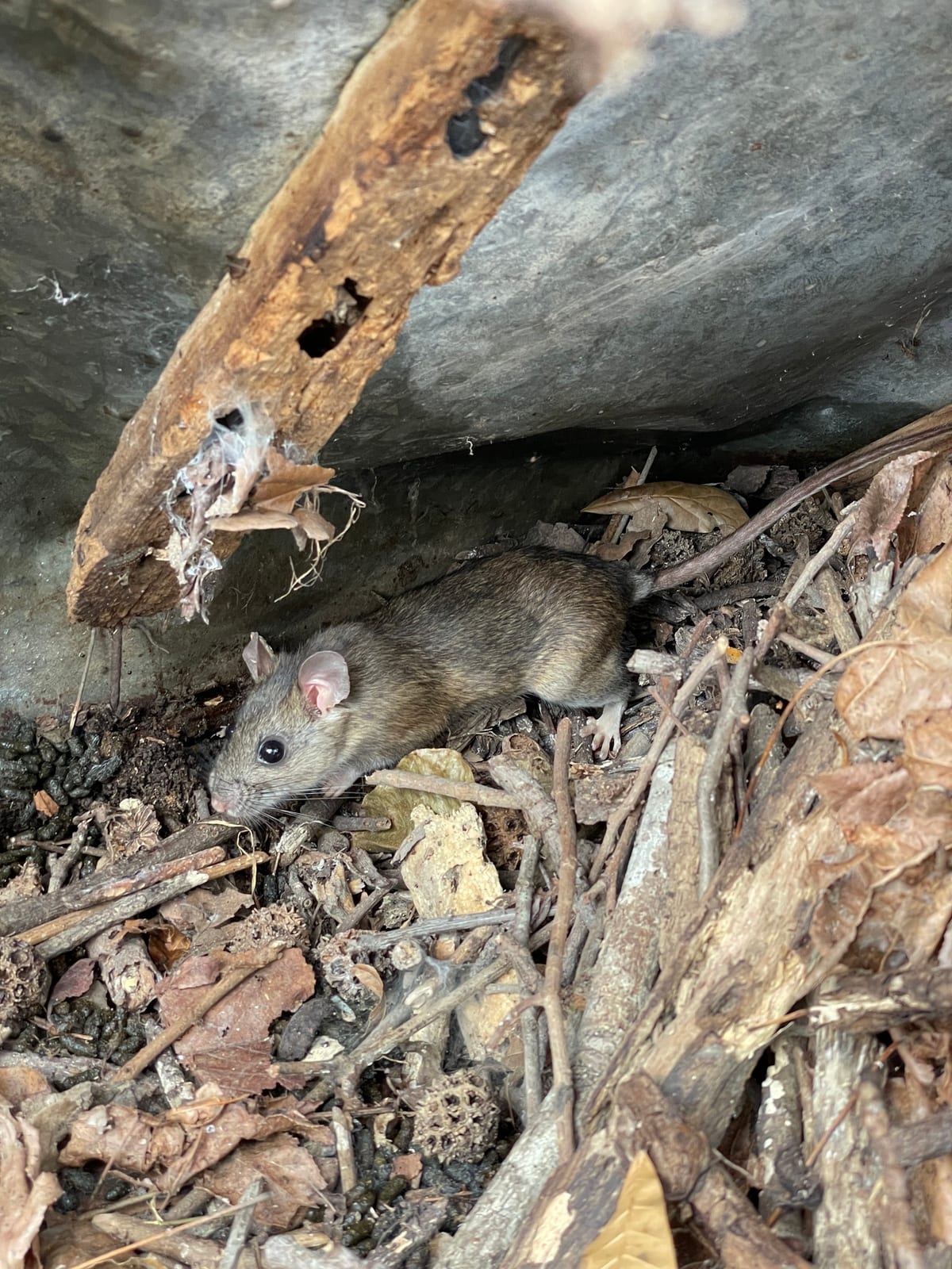 Eastern woodrat beside sticks and leaves