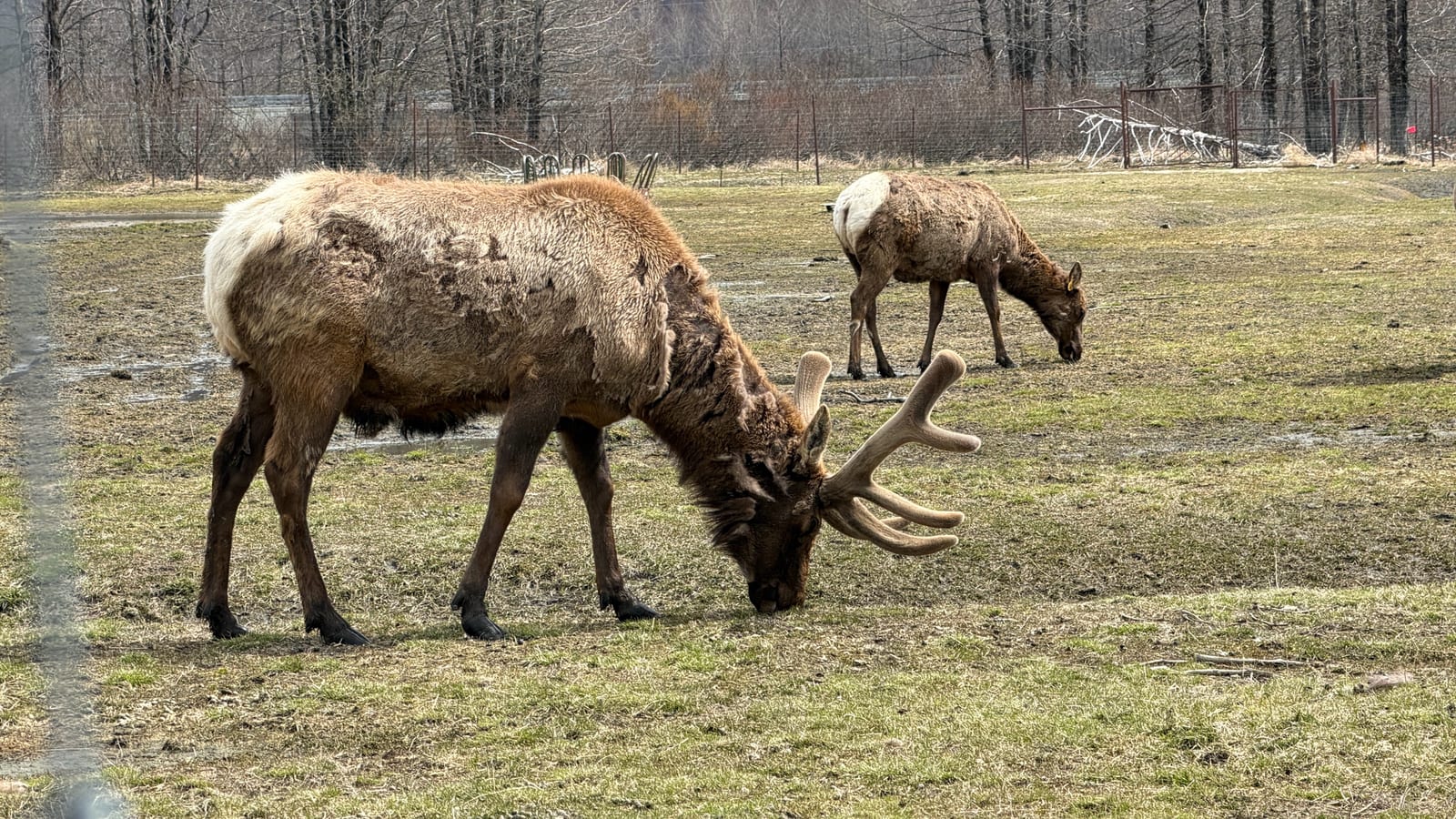 Elk (Cervus canadensis)
