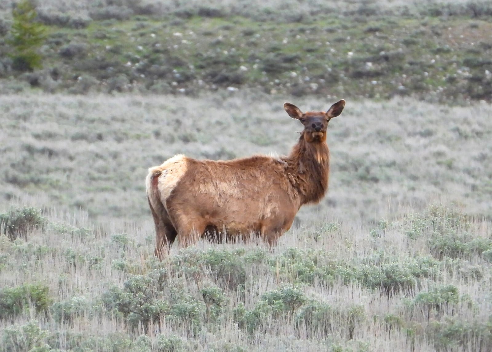 Elk (Cervus canadensis)