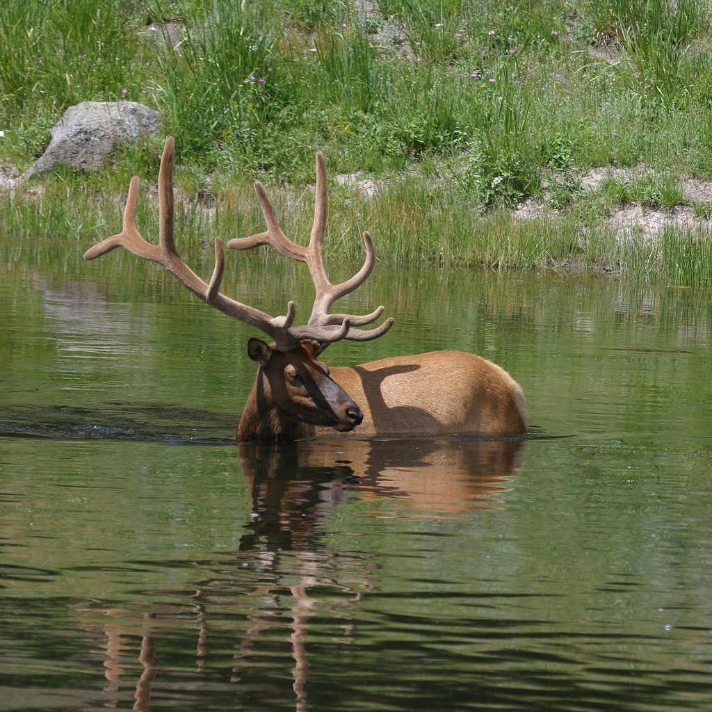 Bull elk wading through a pond