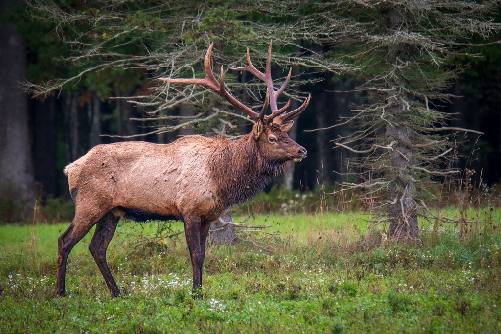 Bull elk in a meadow at the forest edge