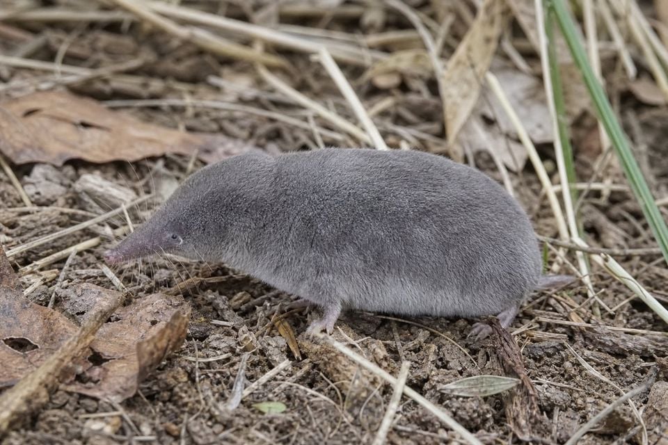 AI-generated image: Elliot's Short-tailed Shrew in side profile on leaf litter soil. No public-domain photograph of this species exists. This image was generated with AI from verified reference material and reviewed by our editorial team for accuracy