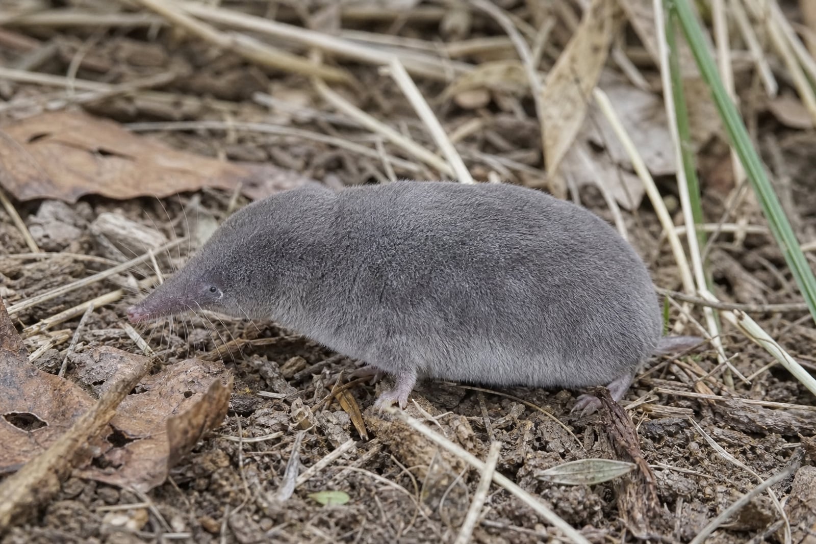 AI-generated image: Elliot's Short-tailed Shrew in side profile on leaf litter soil. No public-domain photograph of this species exists. This image was generated with AI from verified reference material and reviewed by our editorial team for accuracy