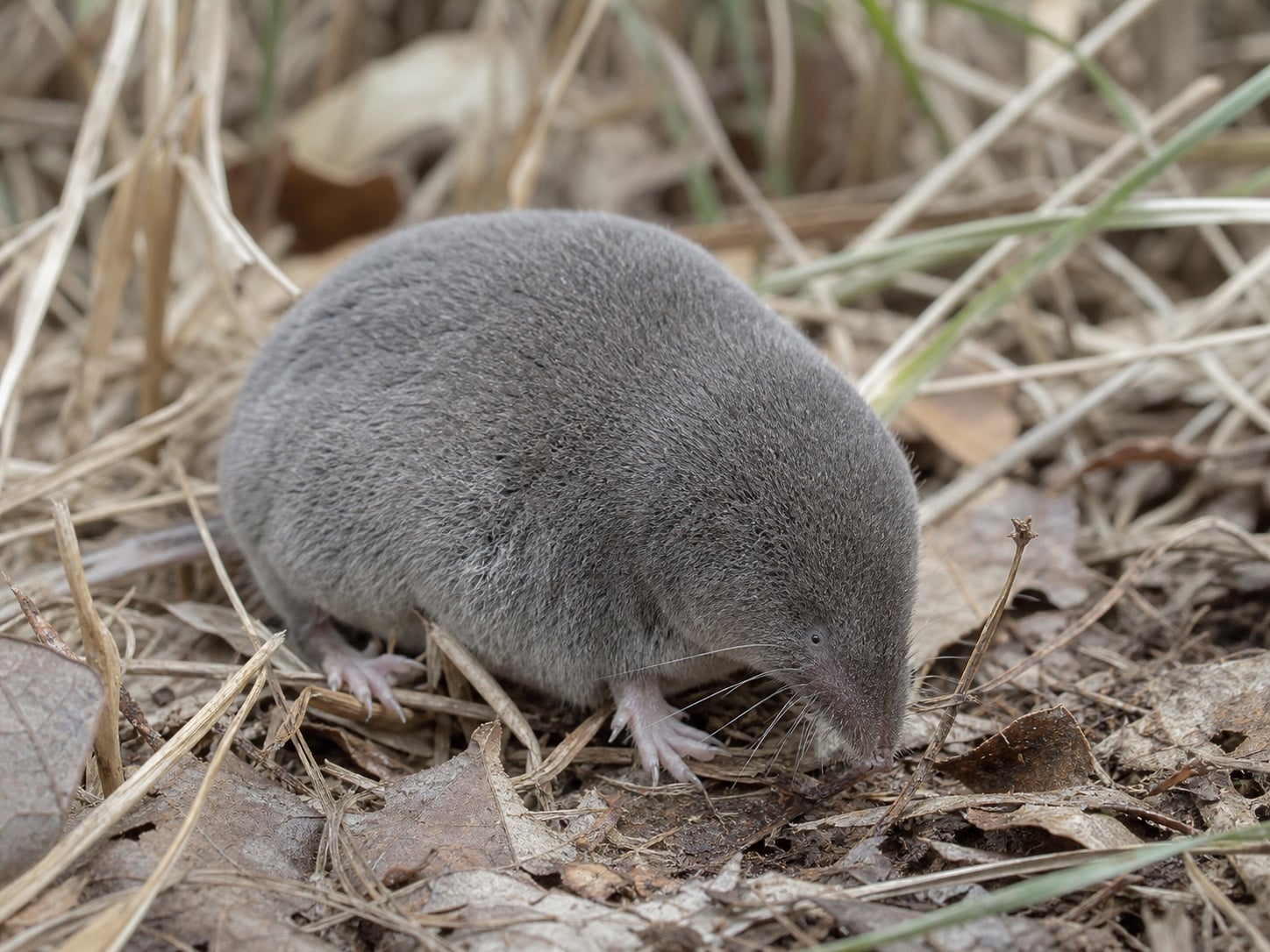 AI-generated image: Elliot's Short-tailed Shrew foraging head-down in dry leaf litter. No public-domain photograph of this species exists. This image was generated with AI from verified reference material and reviewed by our editorial team for accuracy