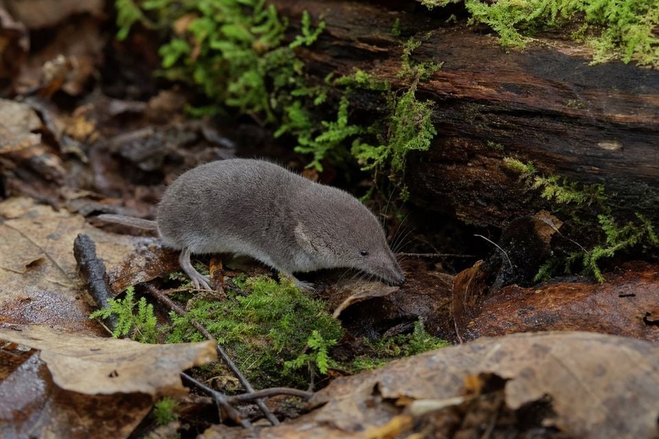 AI-generated image: Eurasian Least Shrew beside mossy log on forest floor. No public-domain photograph of this species exists. This image was generated with AI from verified reference material and reviewed by our editorial team for accuracy