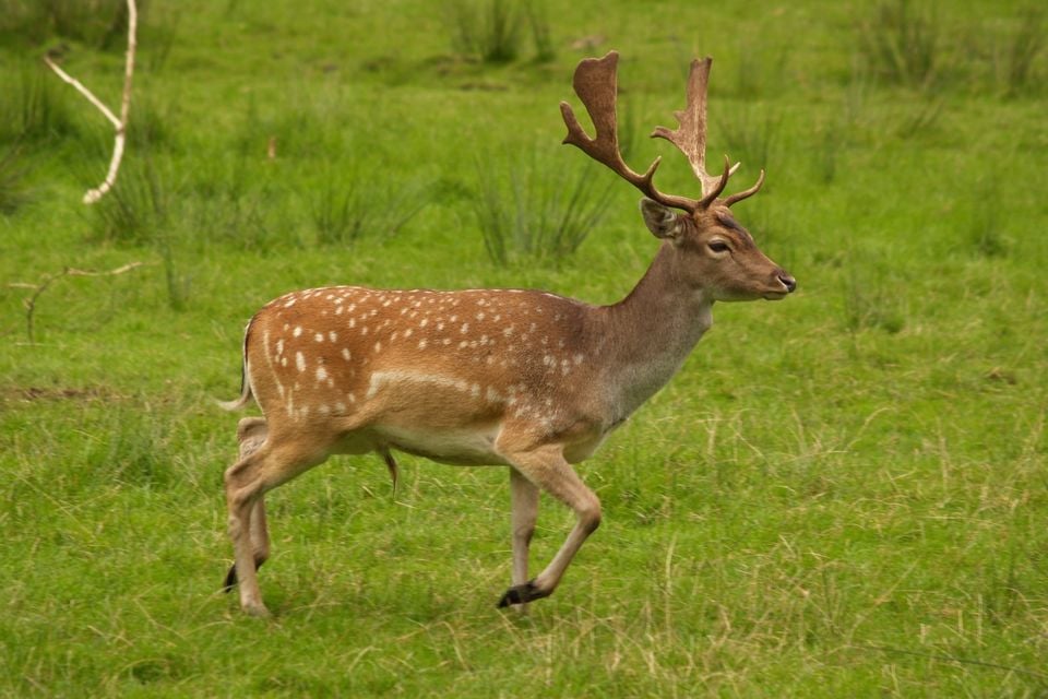 Fallow deer in field