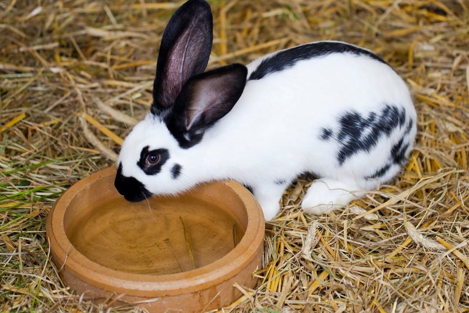 European rabbit feeding in dry vegetation