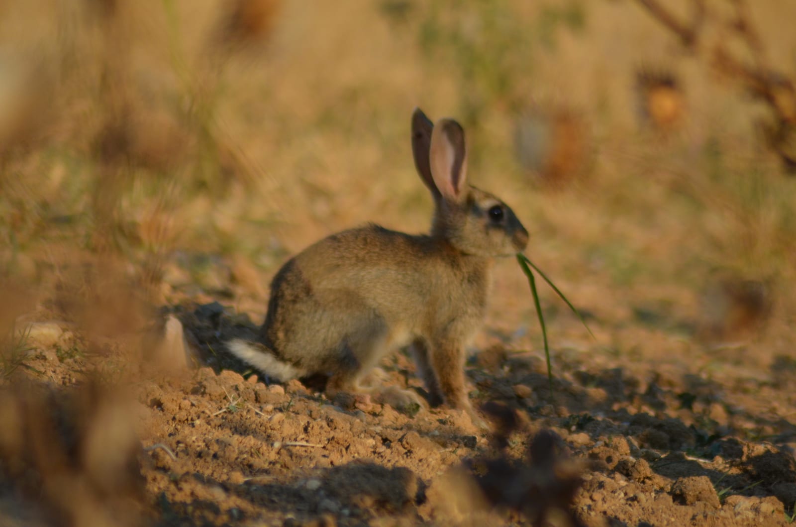 European rabbit feeding in dry vegetation