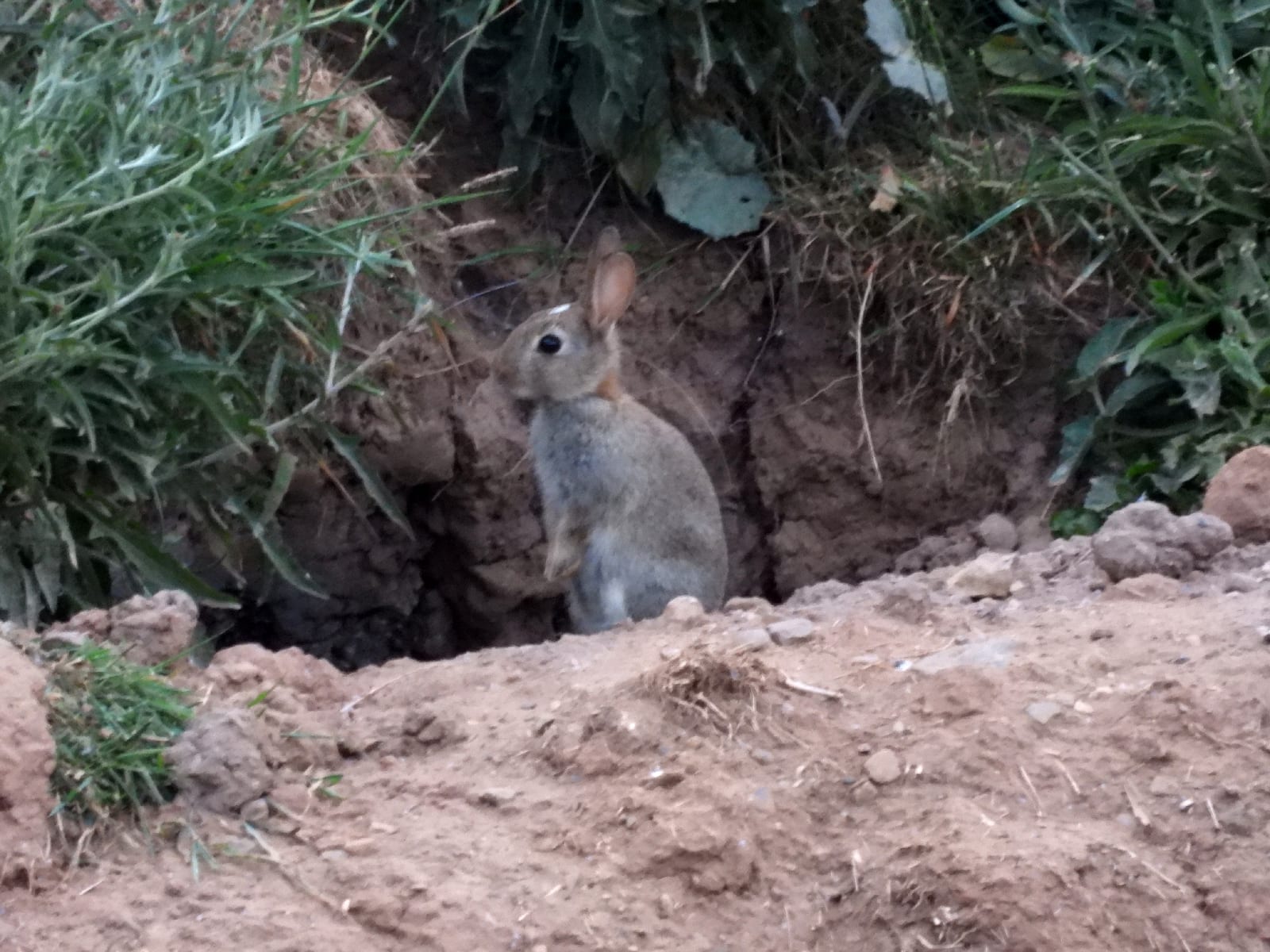 European rabbit at a burrow entrance