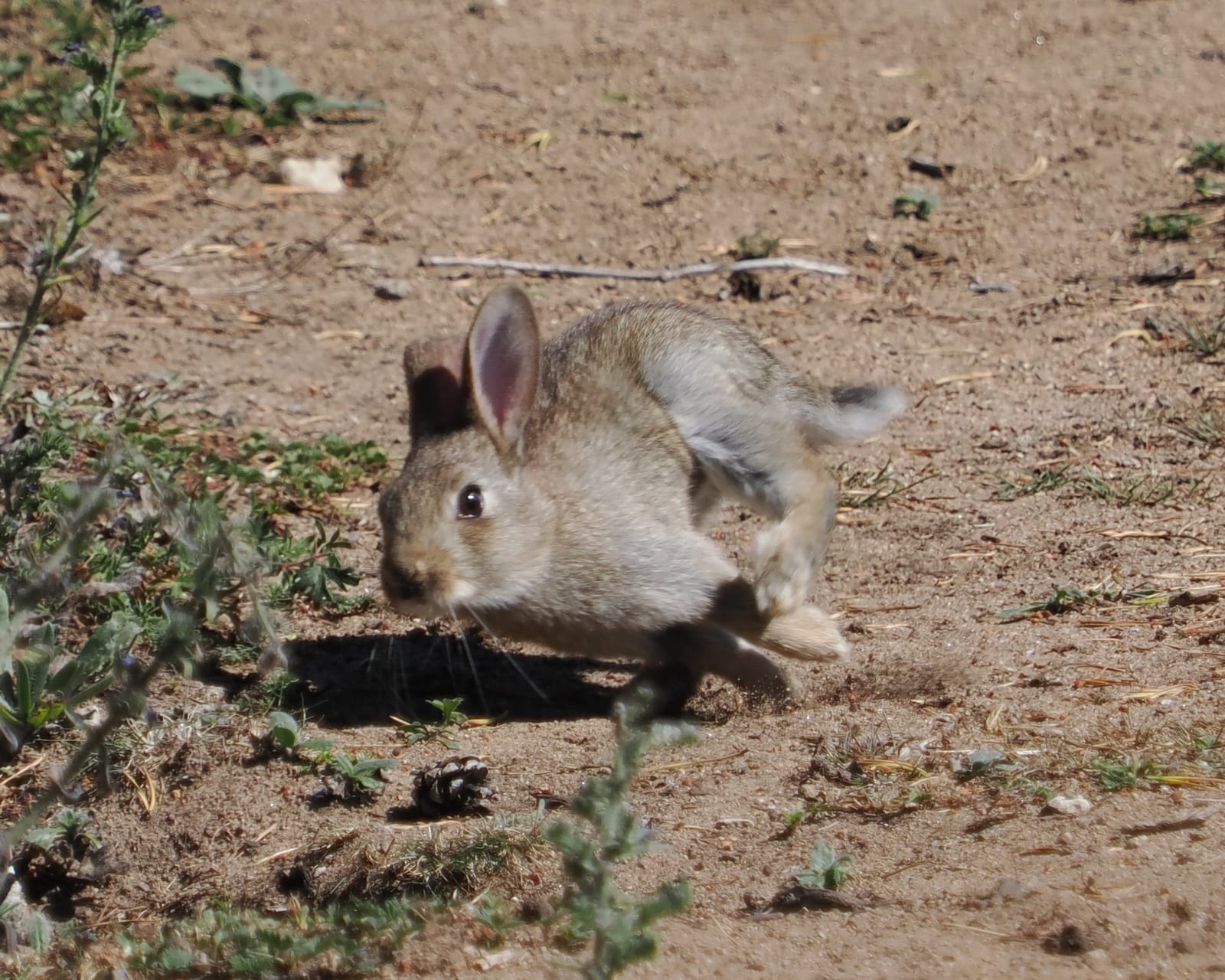 Young European rabbit on open ground