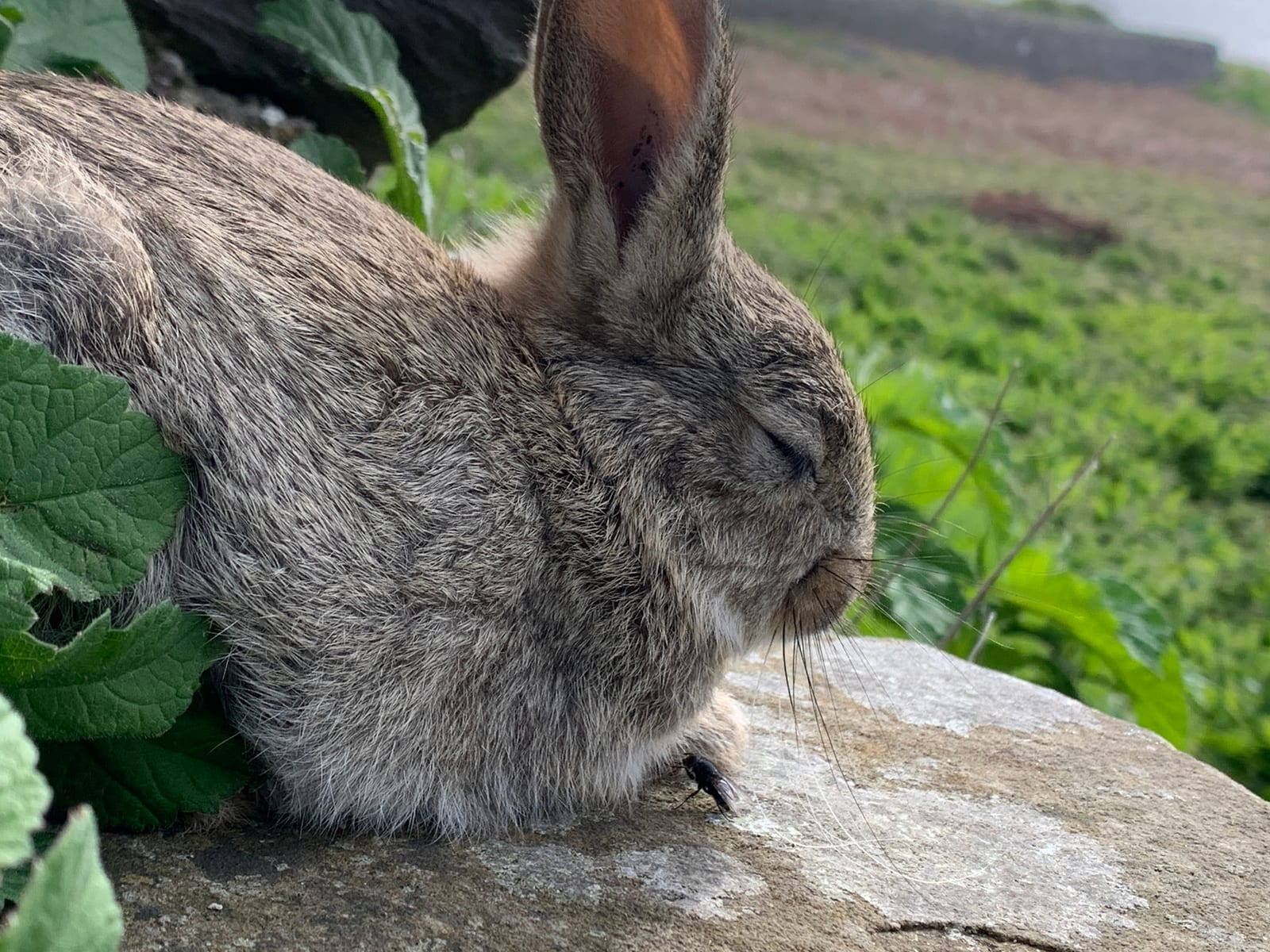 European rabbit resting in coastal vegetation