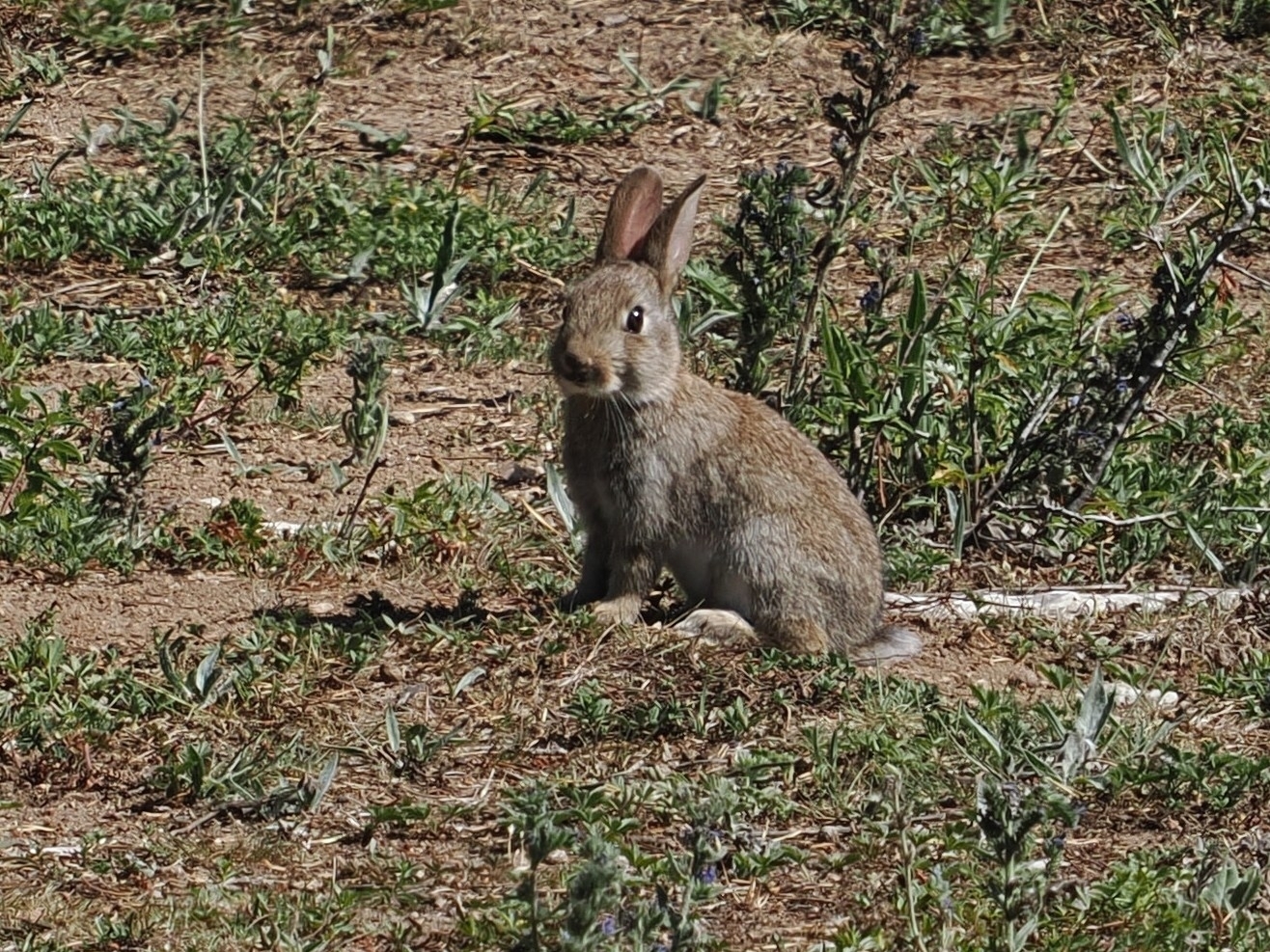 European rabbit sitting in sparse plants