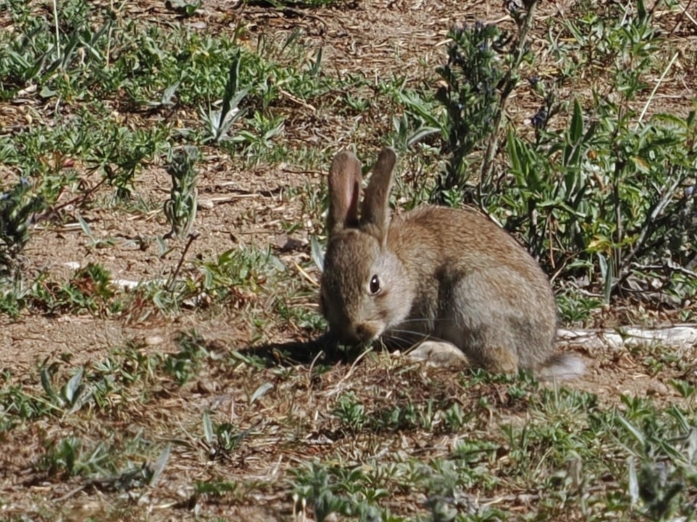 European rabbit standing in open ground near low vegetation