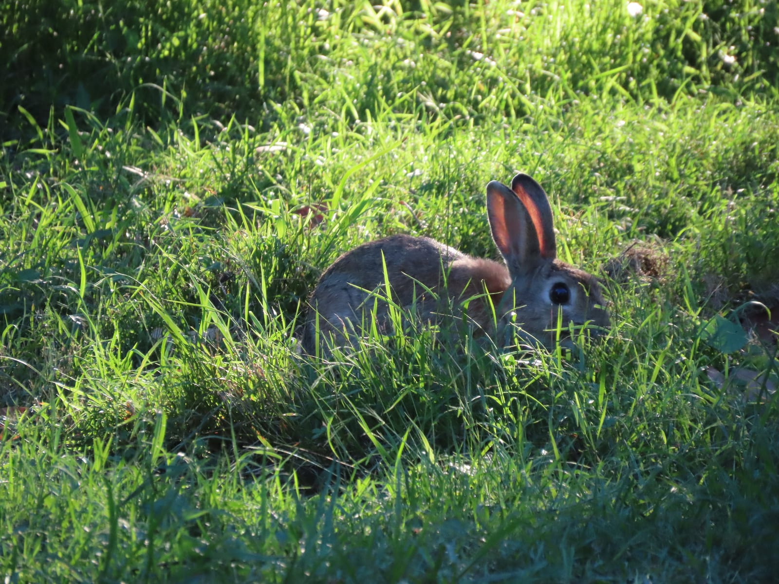 European rabbit feeding near a burrow mouth