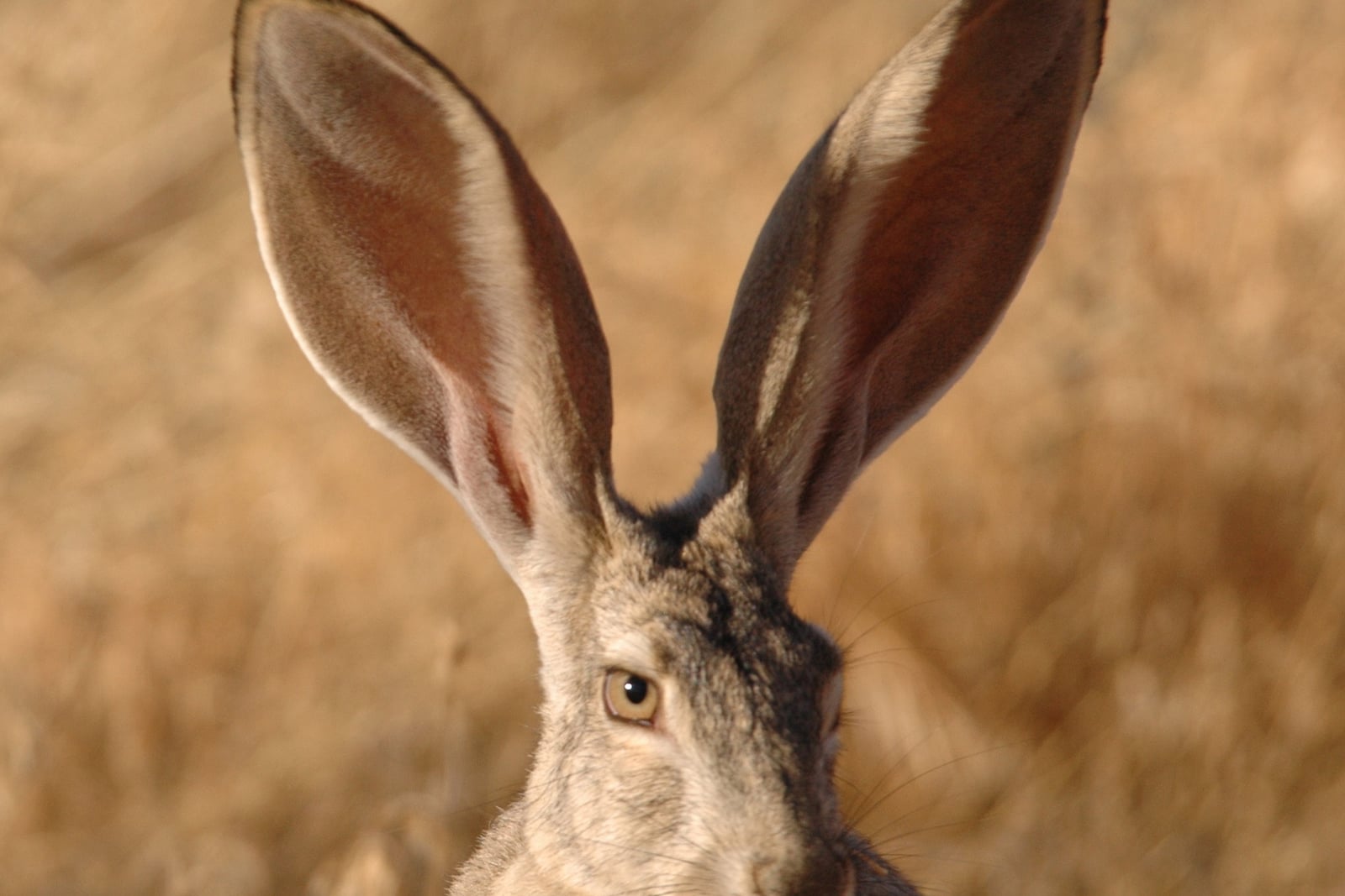 Black-tailed jackrabbit close-up showing tall black-tipped ears