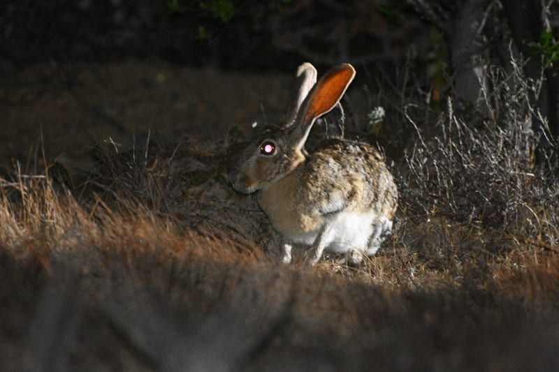 Desert cottontail