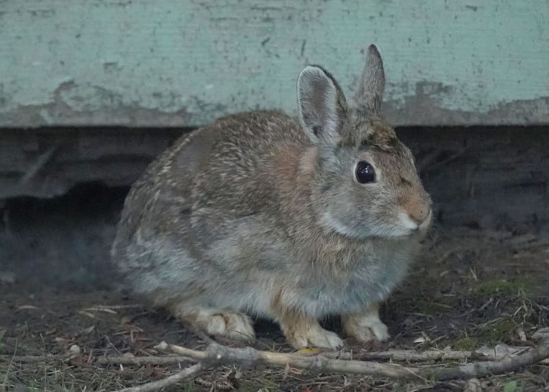 Mountain cottontail