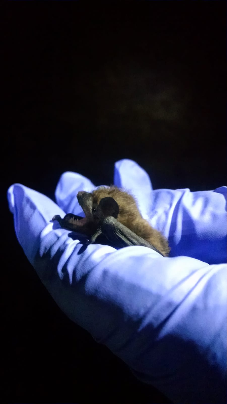 Evening bat