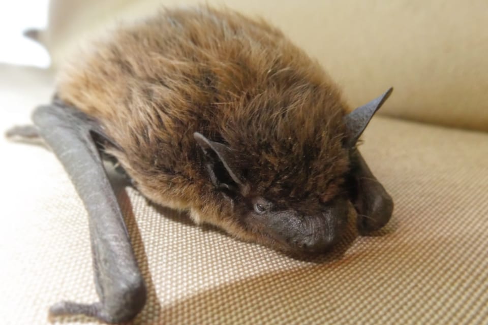 Evening bat resting, brown fur and dark ears and wings visible, not restrained