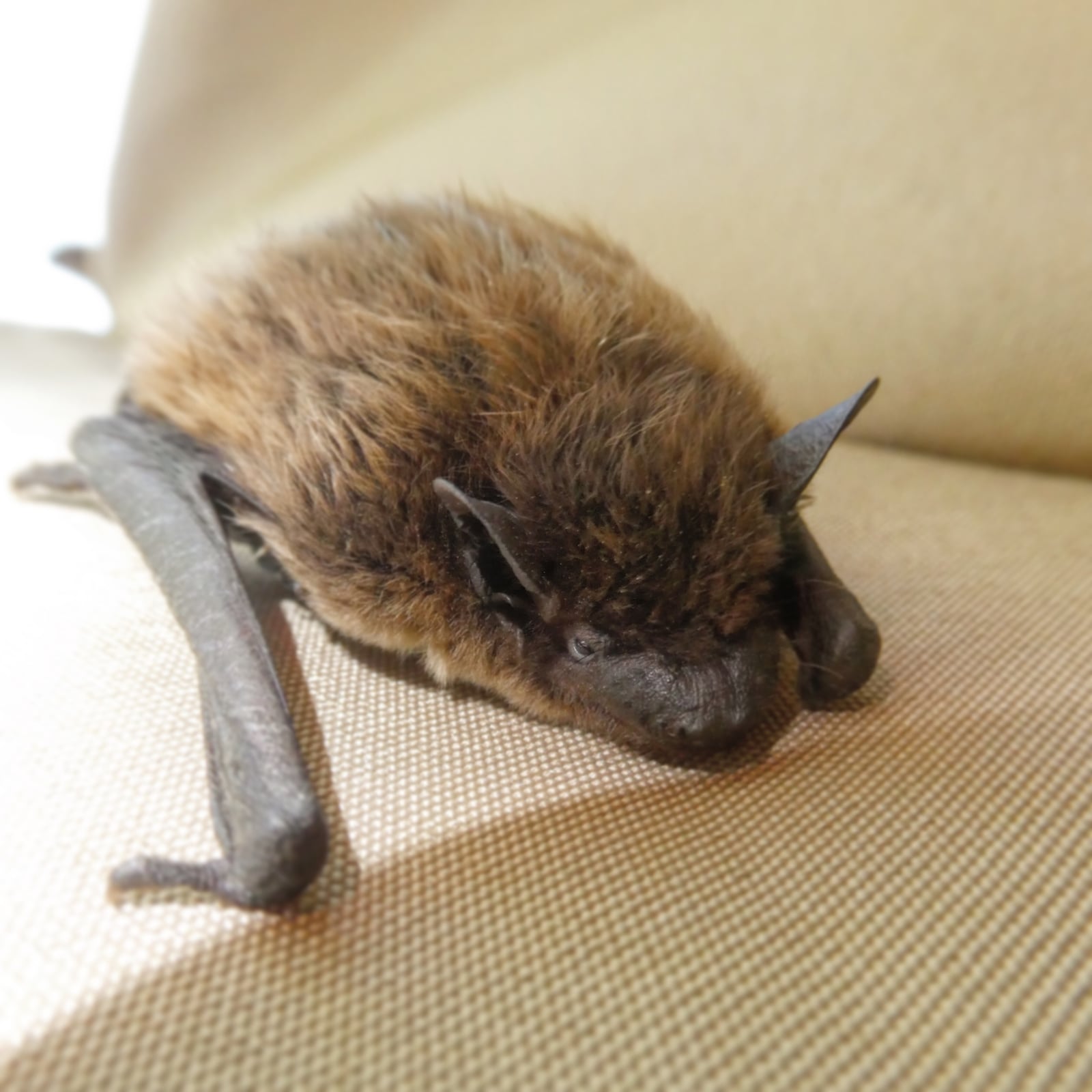 Evening bat resting, brown fur and dark ears and wings visible, not restrained