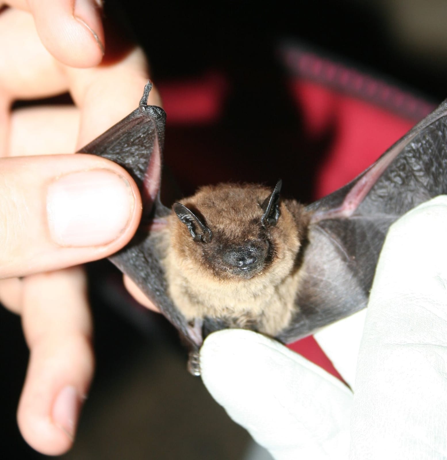 Evening Bat