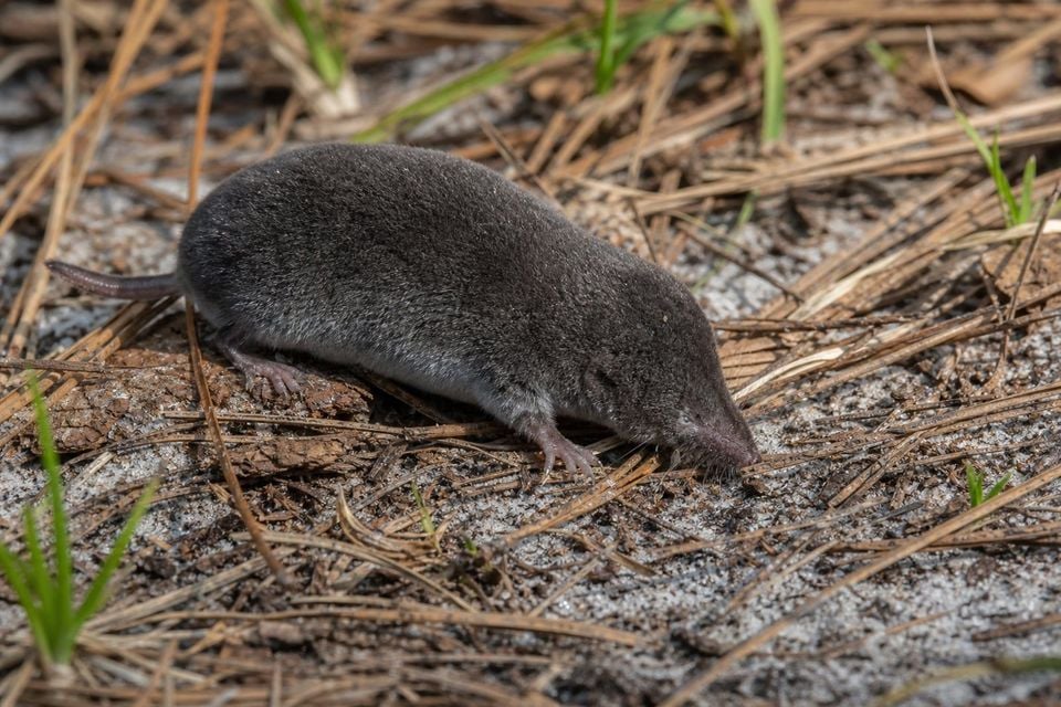 AI-generated image: Everglades Short-tailed Shrew in side profile foraging on sandy pine-litter soil. No public-domain photograph of this species exists. This image was generated with AI from verified reference material and reviewed by our editorial team for accuracy