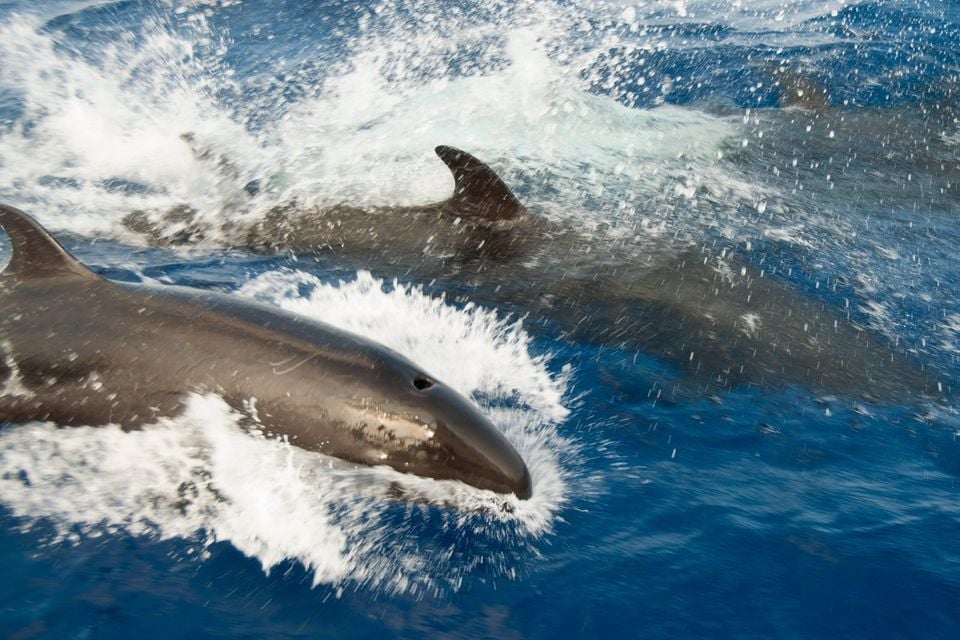 Two false killer whales bow-riding at speed through breaking white spray