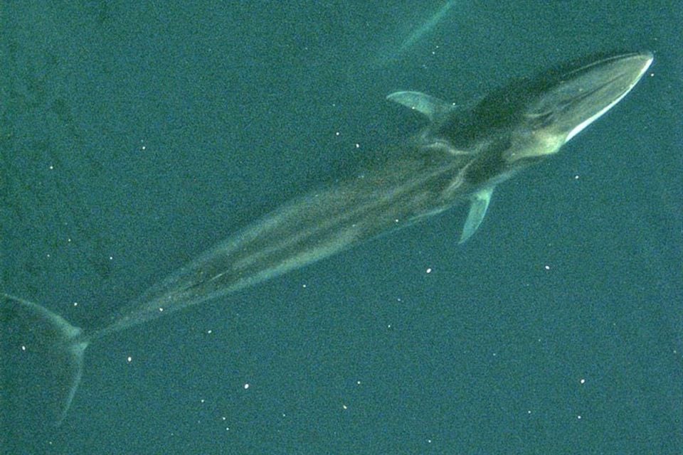 Fin whale from air