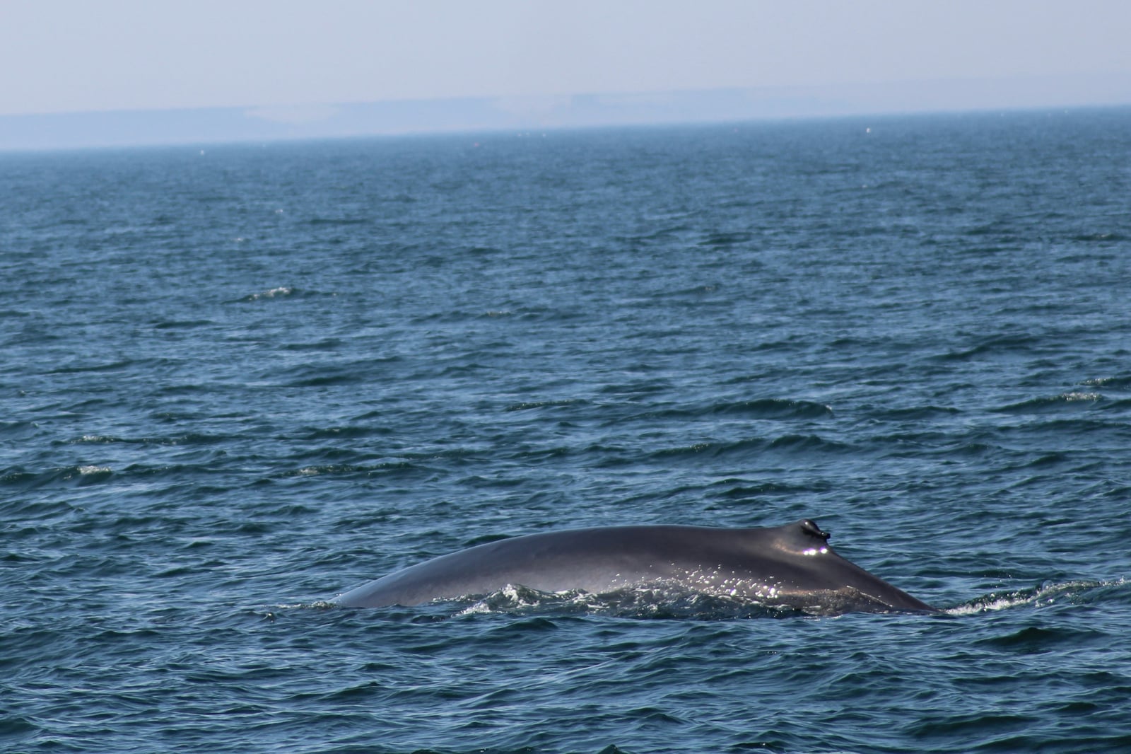 Fin Whale (Balaenoptera physalus)